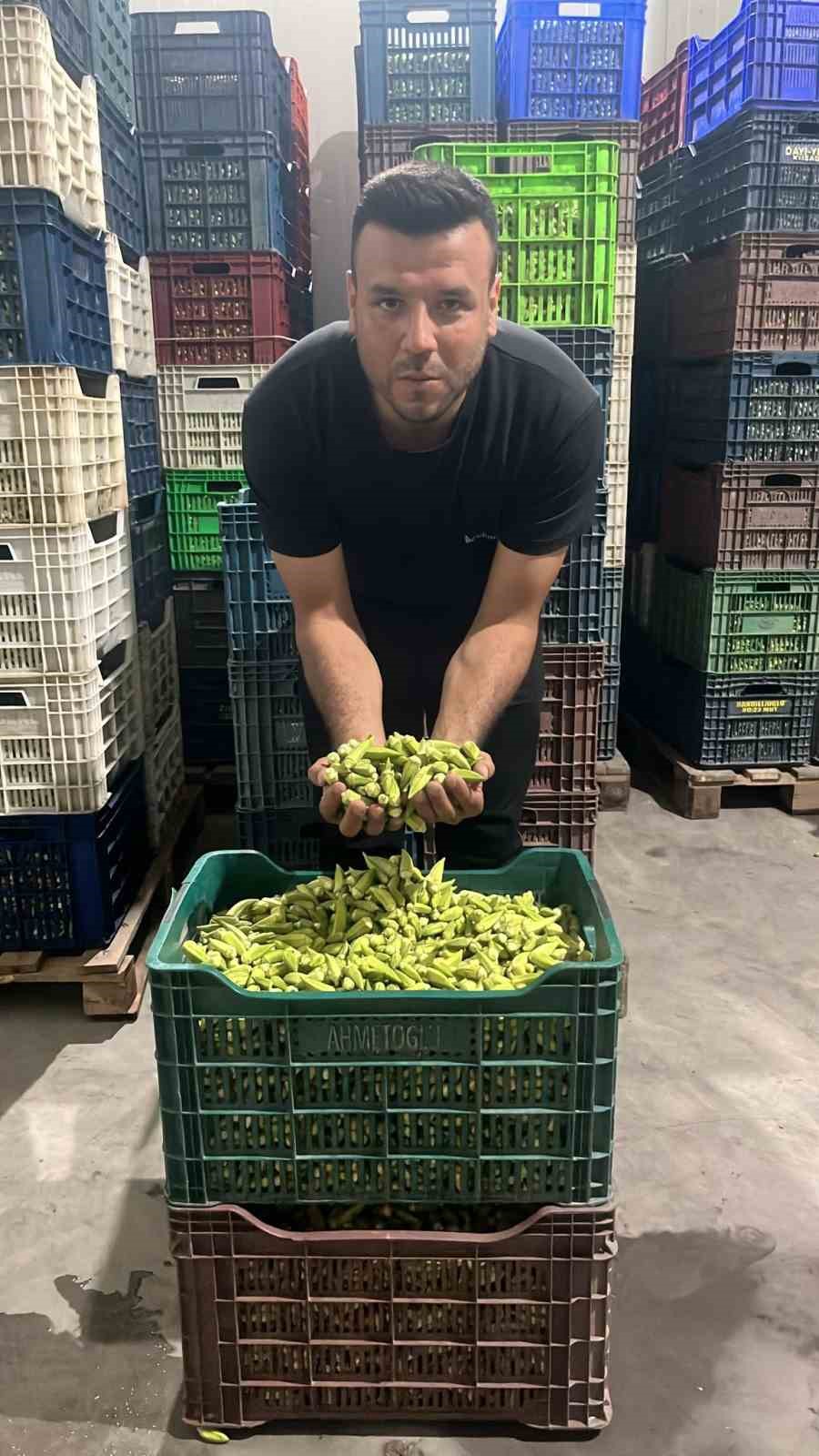 Kardeşk&ouml;y&rsquo;de bamya sezonu hız kesmiyor
