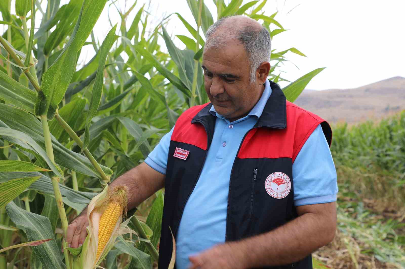 Elazığ’da 98 bin ton silajlık mısır üretimi bekleniyor