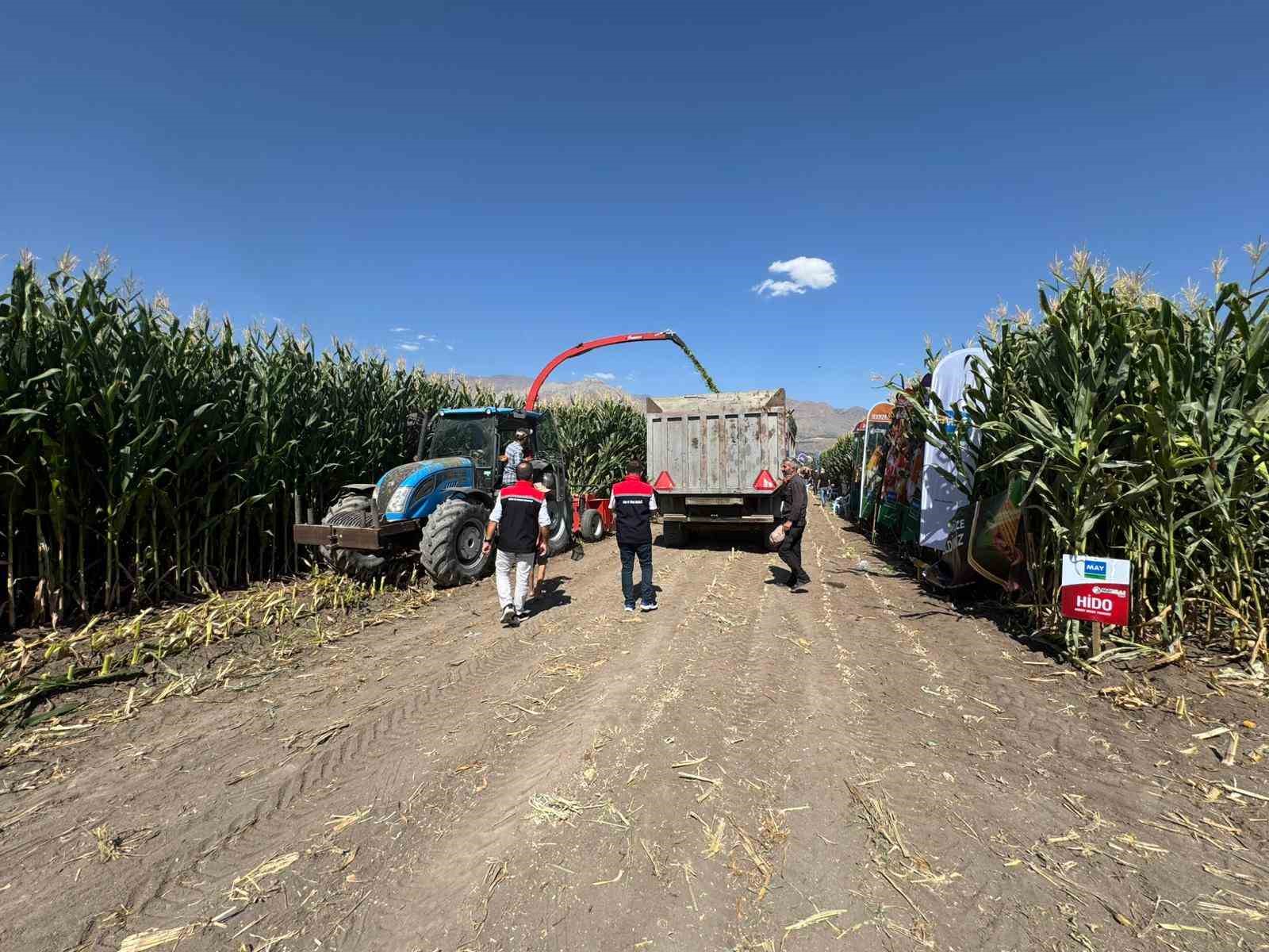 Erzincan’da silajlık mısırın hasadı sürüyor