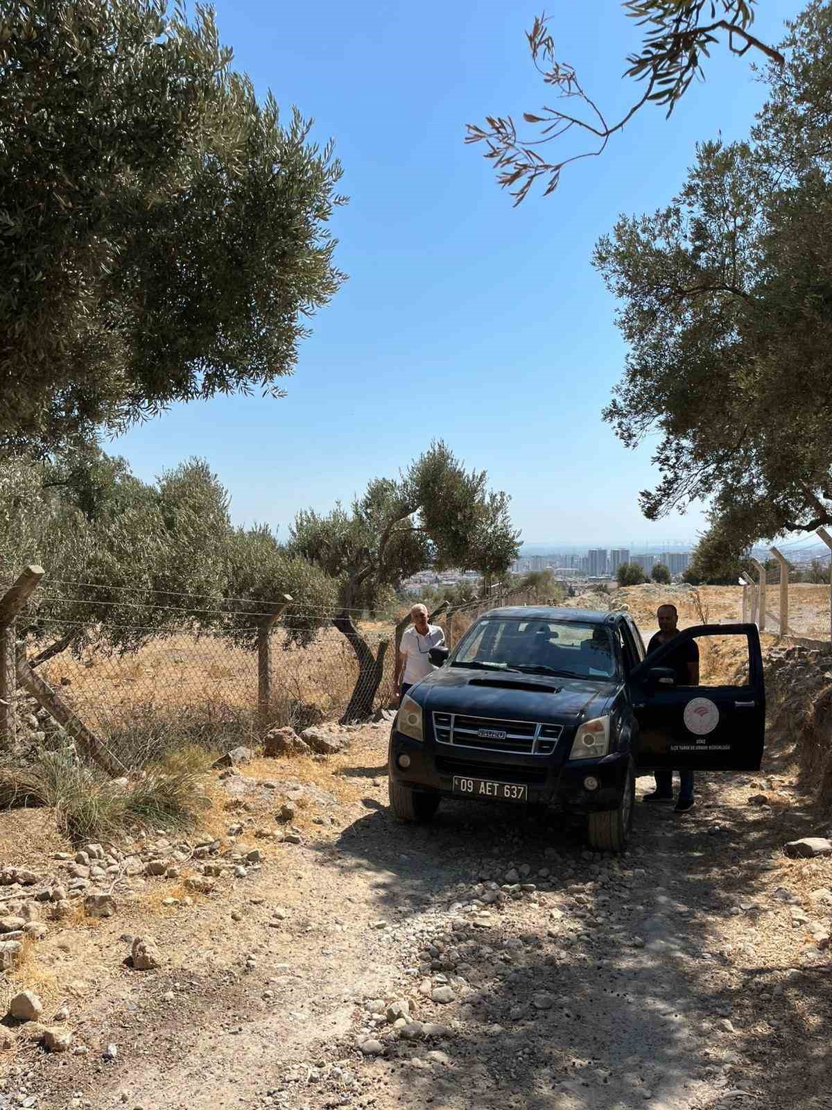 Söke’de zeytin rekolte tahmin çalışmaları başladı