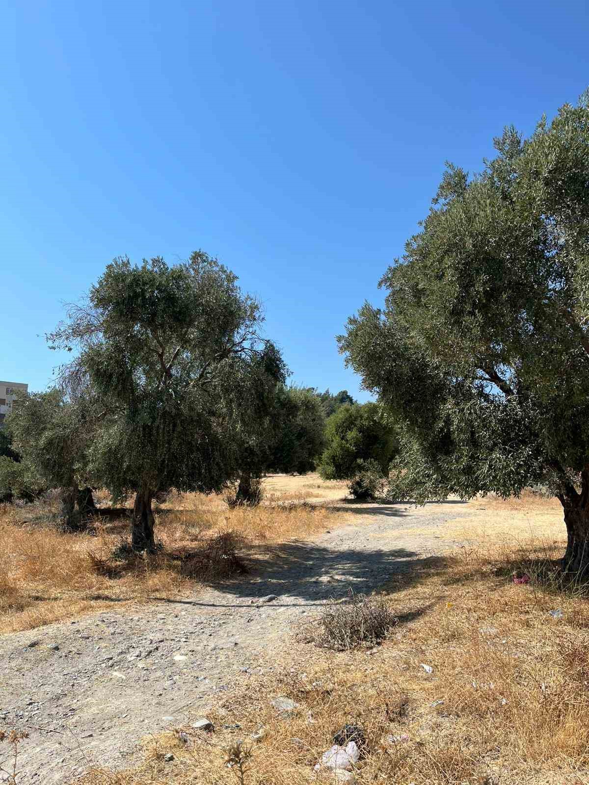 S&ouml;ke&rsquo;de zeytin rekolte tahmin &ccedil;alışmaları başladı
