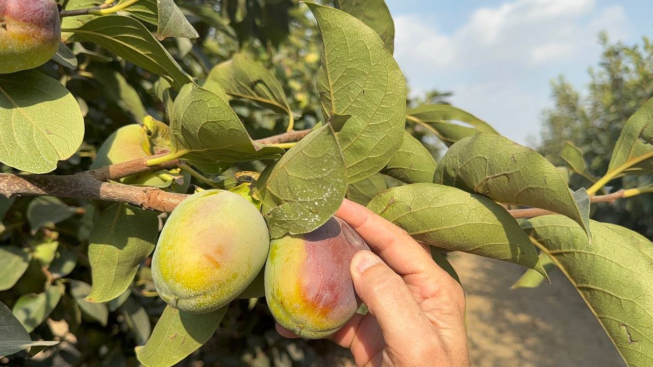 Cennet hurması üreticilerine "Akdeniz meyve sineği" uyarısı