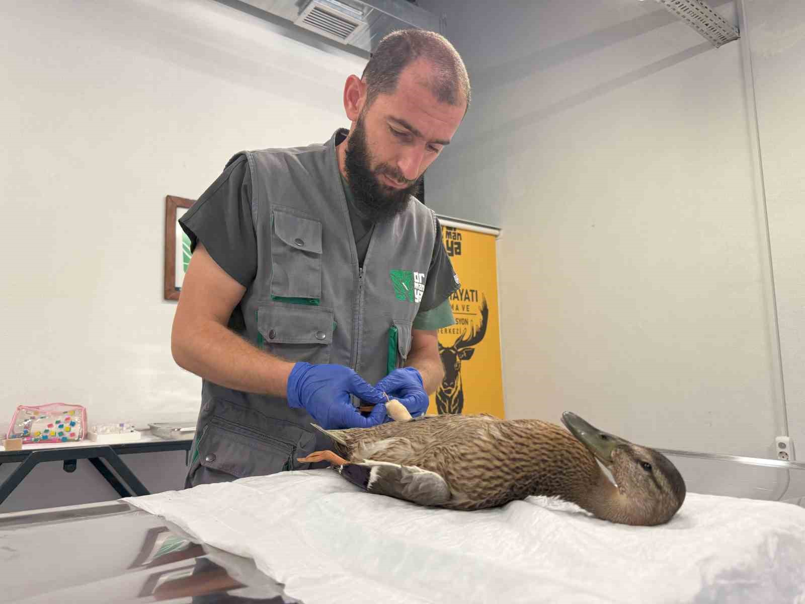 Yorgun ördeğe şefkat eli