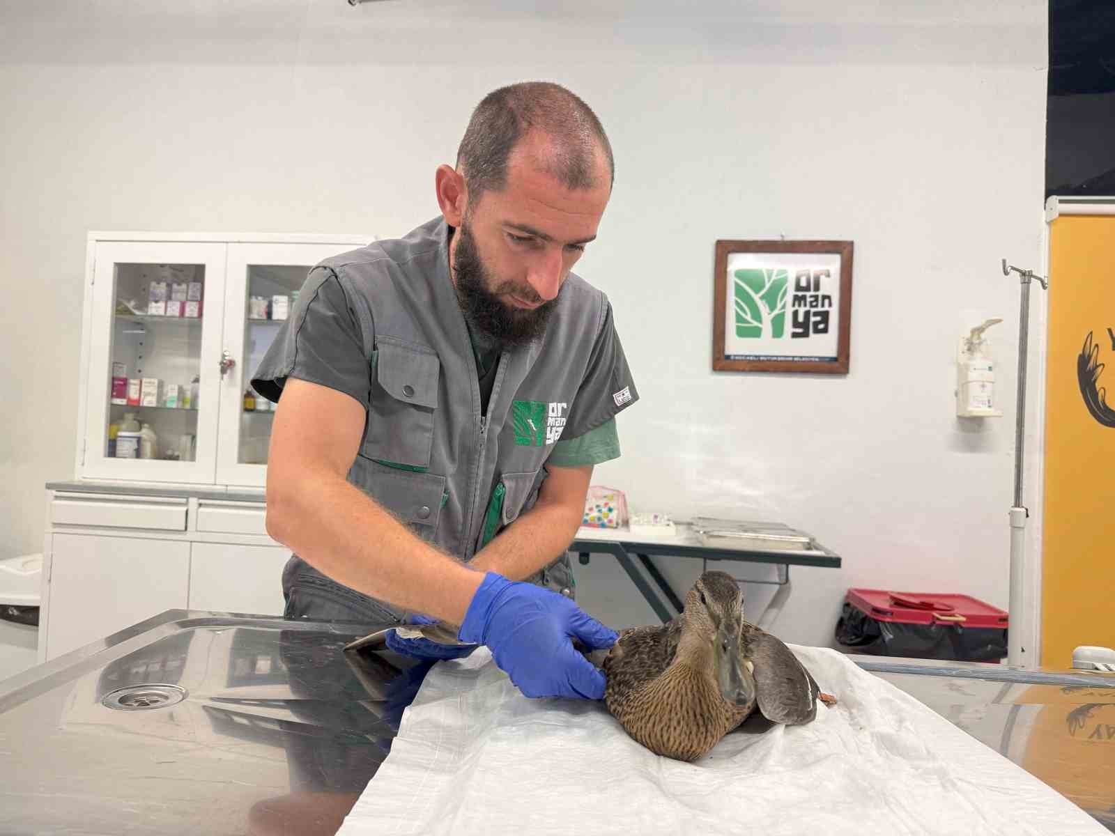 Yorgun ördeğe şefkat eli