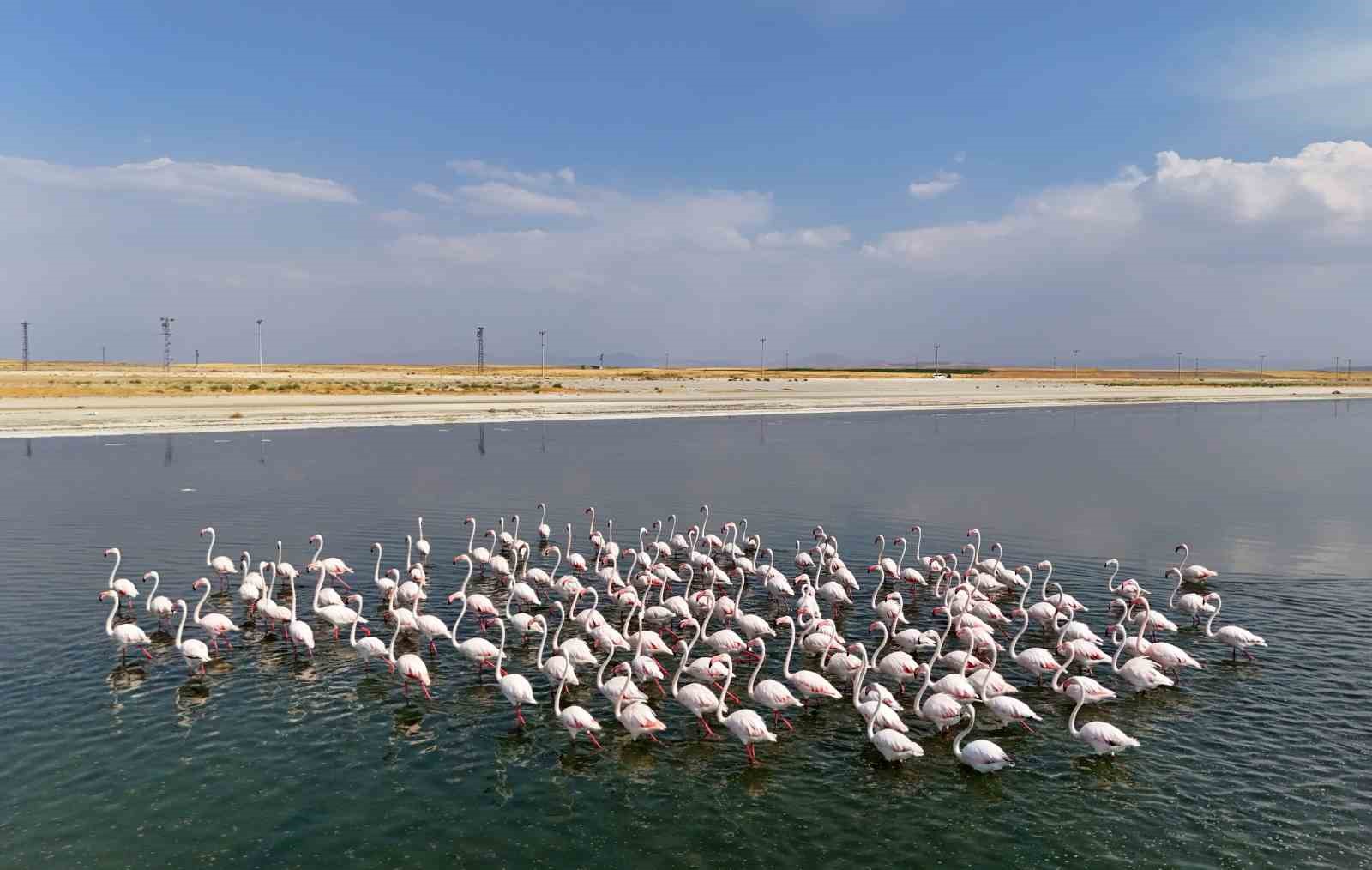 Flamingoların Van G&ouml;l&uuml; kıyılarında renkli dansı hayranlık uyandırıyor
