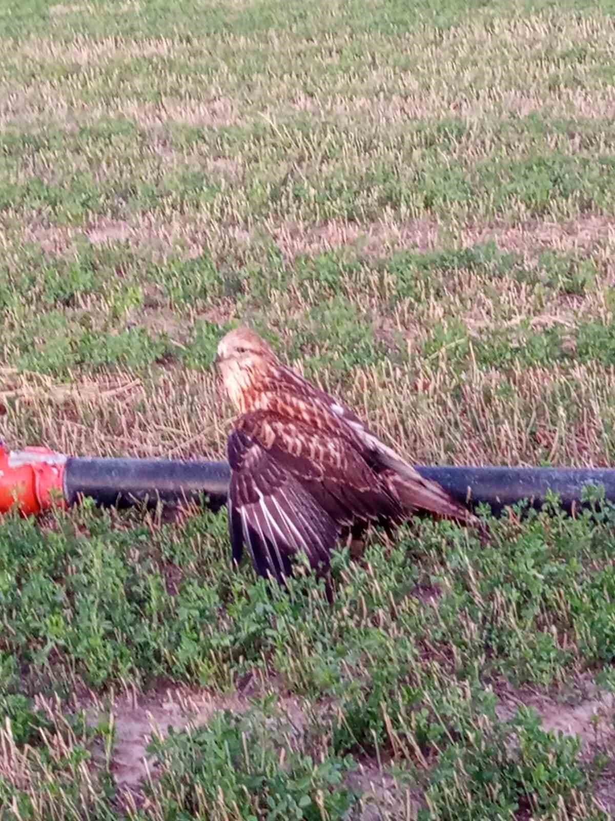 Karapınar’da yaralı halde bulunan Kızıl Şahin koruma altına alındı
