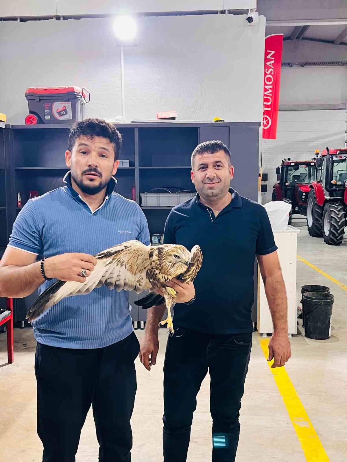 Karapınar’da yaralı halde bulunan Kızıl Şahin koruma altına alındı