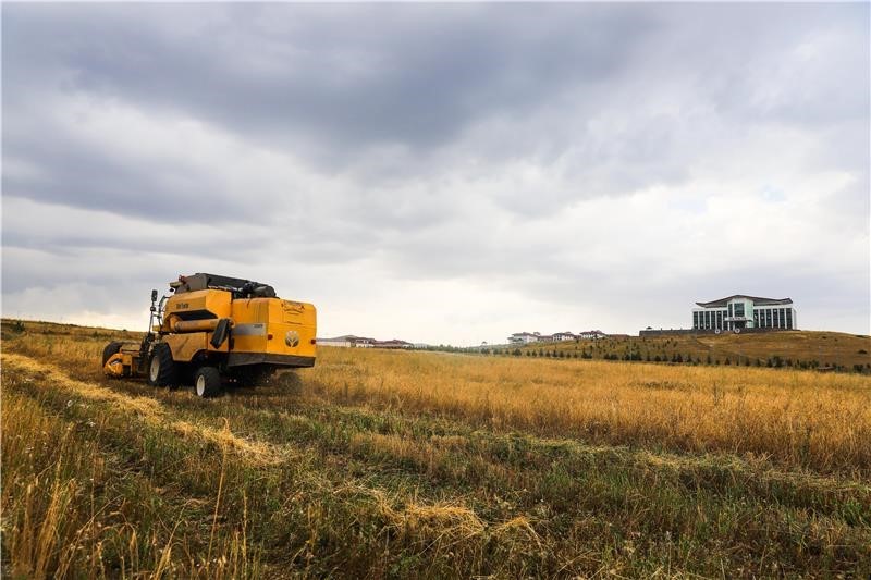 Ata Tohumu Kavılcanın hasadı başladı
