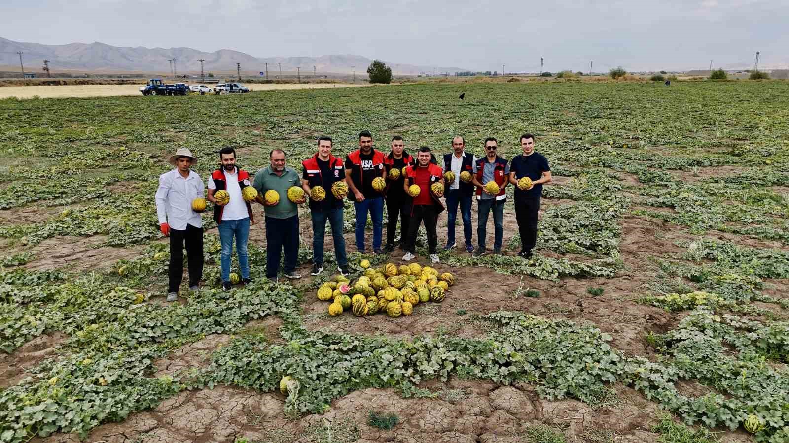 Ağrı’nın verimli tarlalarında kavunlar tezgâha hazırlanıyor