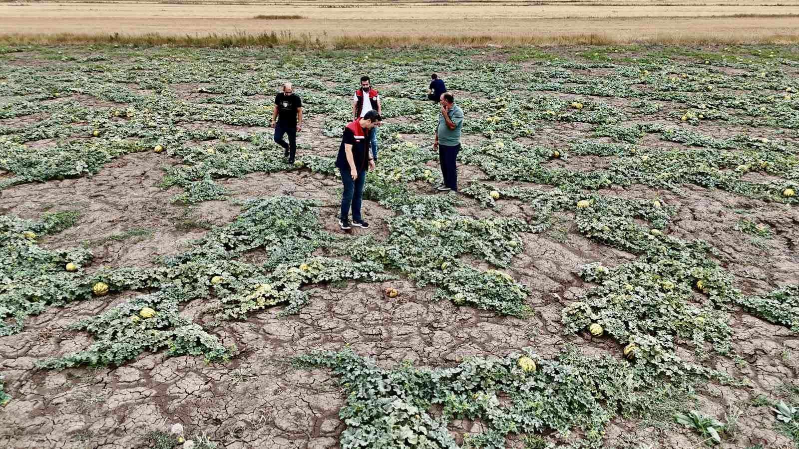 Ağrı&rsquo;nın verimli tarlalarında kavunlar tezg&acirc;ha hazırlanıyor

