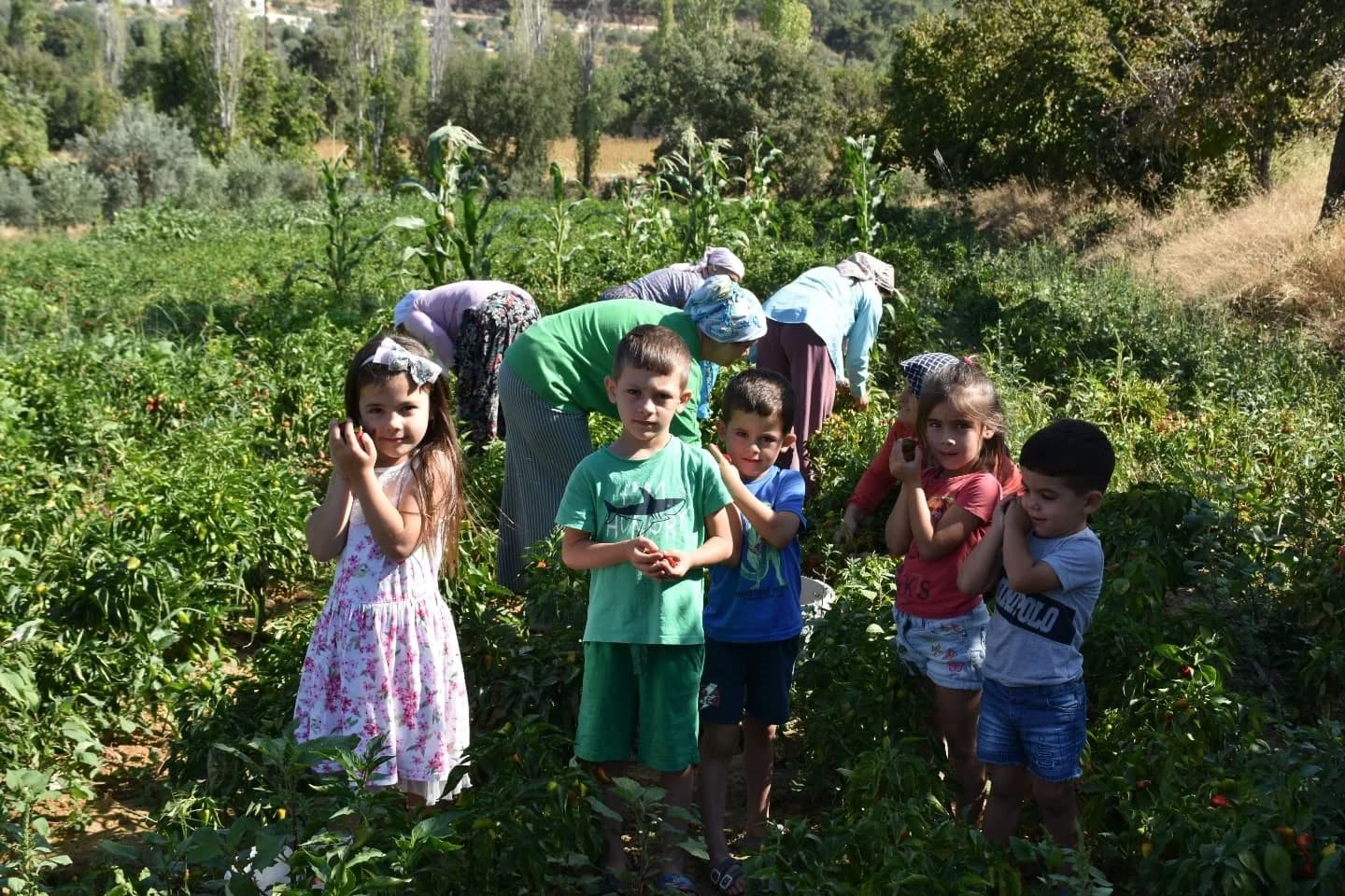 Bozdoğan&rsquo;da turşuluk biber hasadı ger&ccedil;ekleştirildi
