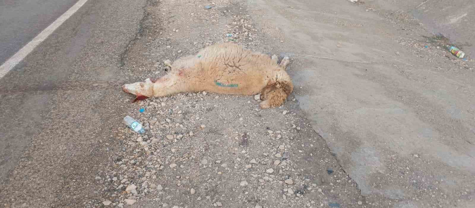 Karayoluna &ccedil;ıkan s&uuml;r&uuml;ye otomobil &ccedil;arptı
