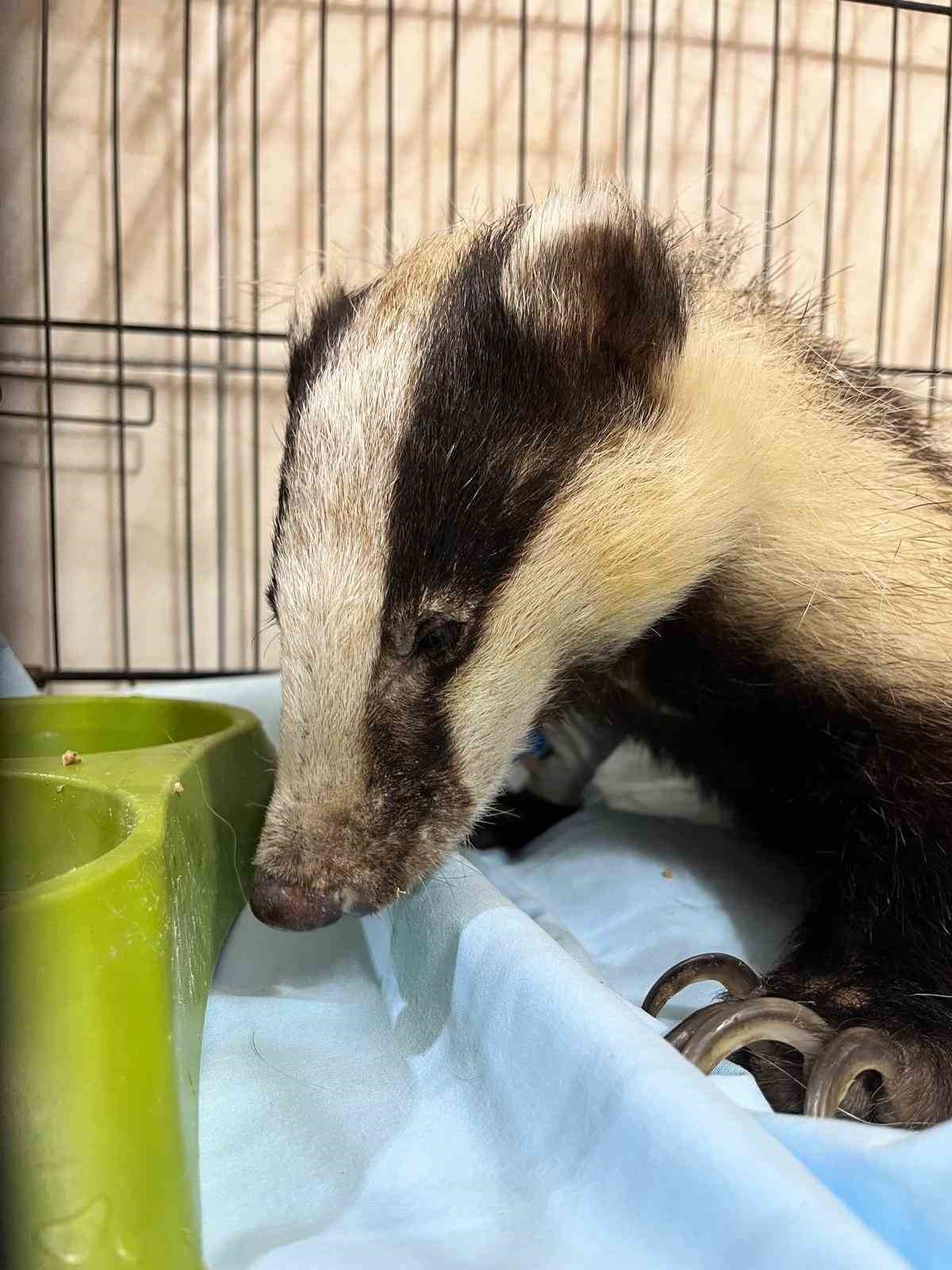 Antalya’da bir evin bahçesinde bulunan porsuk tedavi altına alındı
