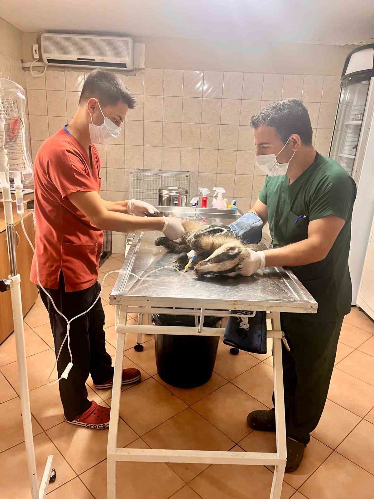 Antalya&rsquo;da bir evin bah&ccedil;esinde bulunan porsuk tedavi altına alındı
