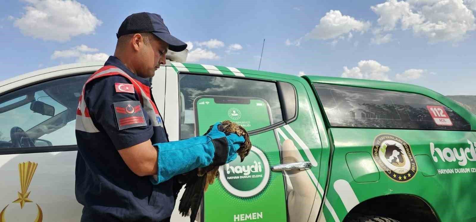 Muş’ta yaralı bulunan kartal koruma altına alındı