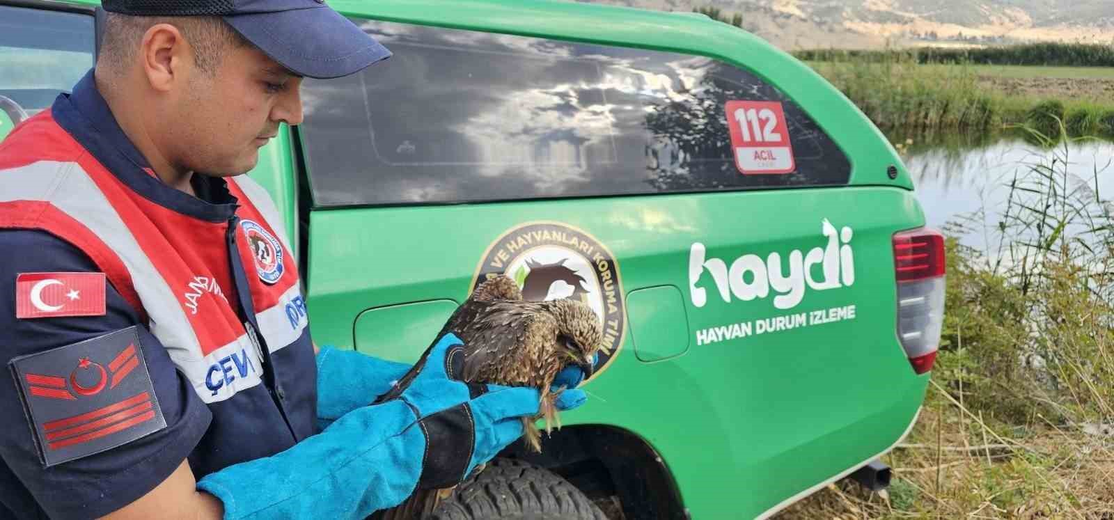 Muş&rsquo;ta yaralı bulunan kartal koruma altına alındı
