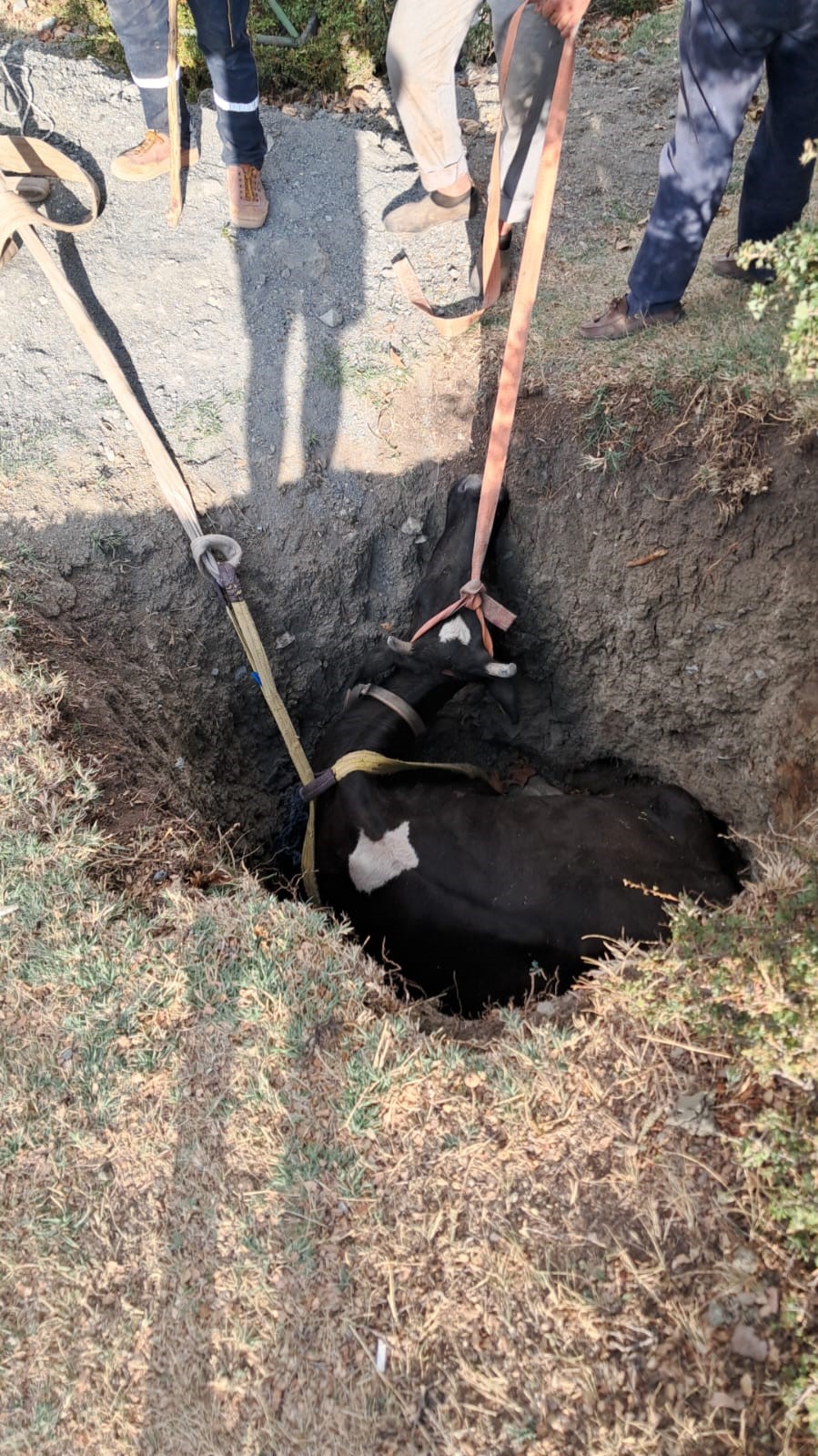 Burdur’da kuyuya düşen inek 2 saatlik çalışmayla kurtarıldı