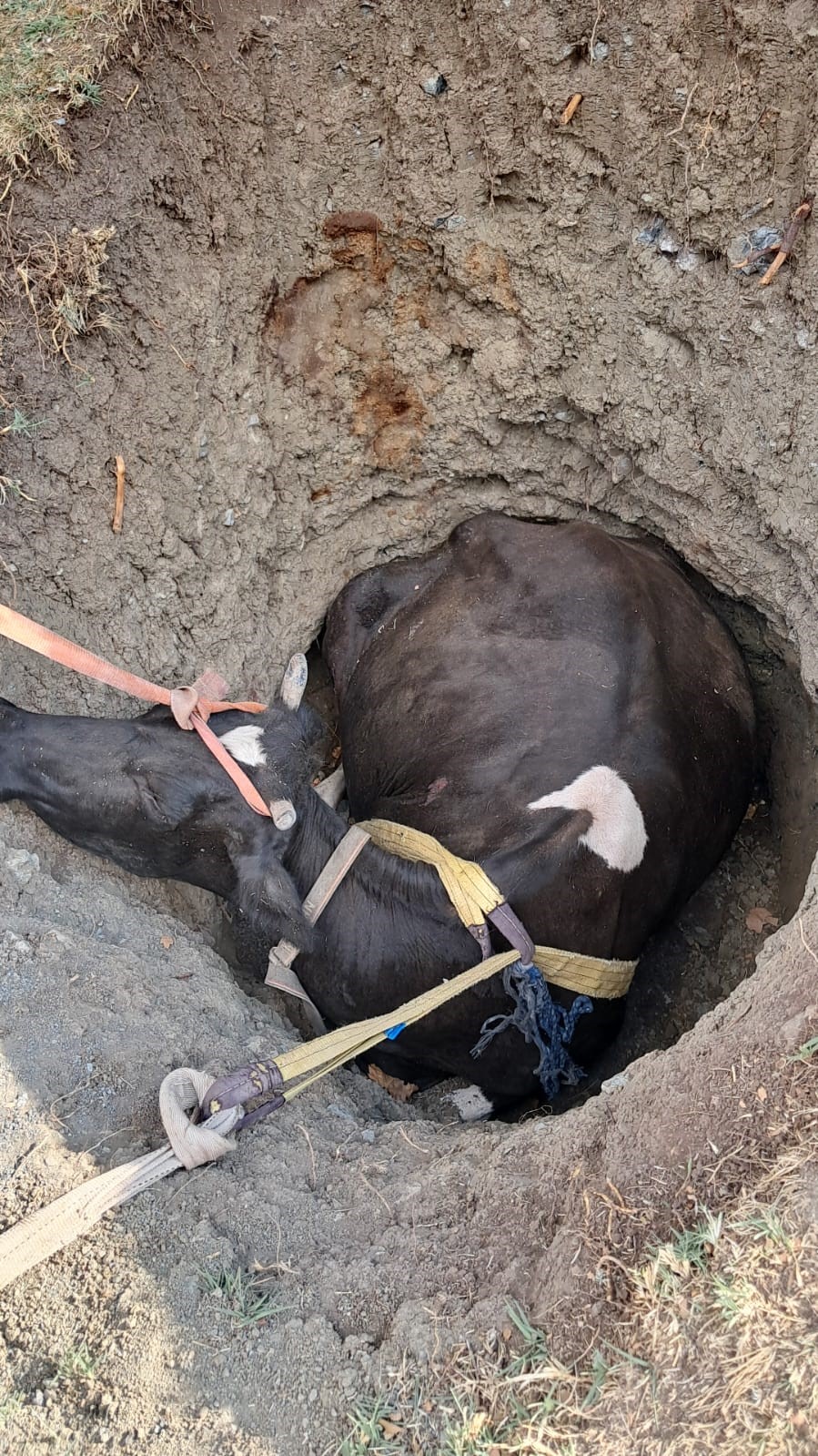 Burdur&rsquo;da kuyuya d&uuml;şen inek 2 saatlik &ccedil;alışmayla kurtarıldı
