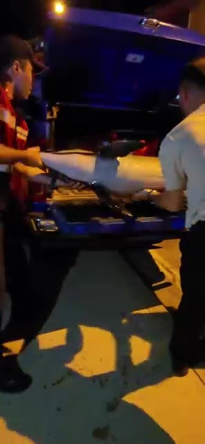 Bursa’da ölü yunus kıyıya vurdu