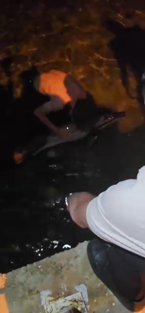 Bursa&rsquo;da &ouml;l&uuml; yunus kıyıya vurdu
