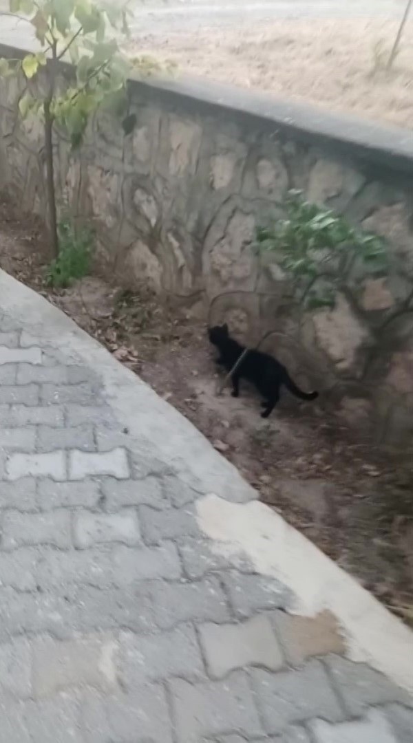 Kedi ve farenin dostluğu kamerada: Fare kaçmıyor, kedi kovalamıyor
