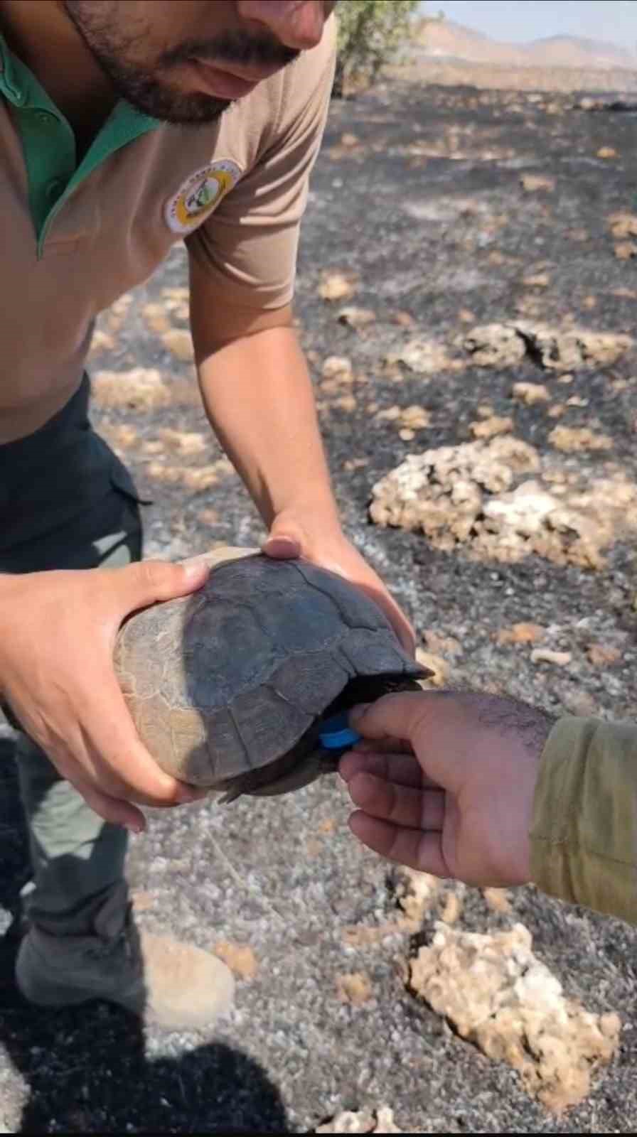 Mardin’de yangına müdahale eden ekipler kaplumbağalara su verdi
