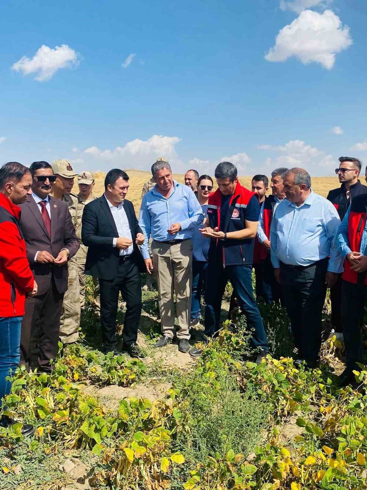 Patnos&rsquo;ta fasulye hasadı başladı
