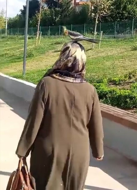 Torunu için sahiplendi, papağan çocuğu gibi oldu
