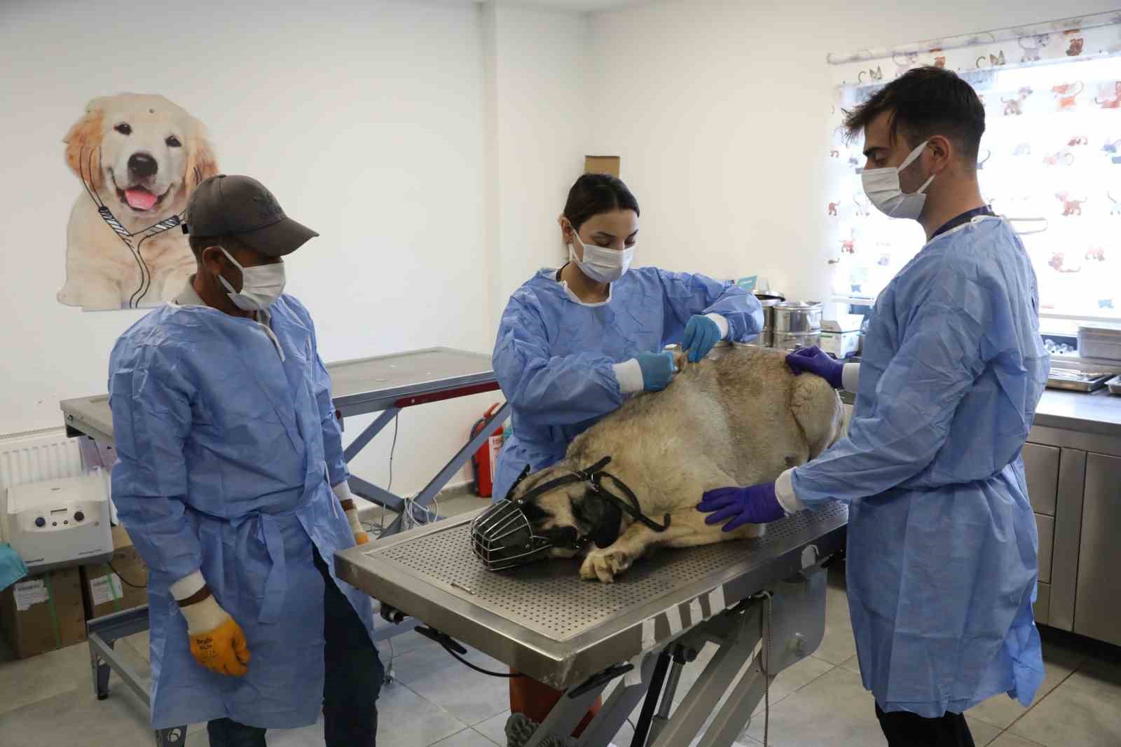 Uyuz tanısı konulan 50 k&ouml;pek tedavi altına alındı
