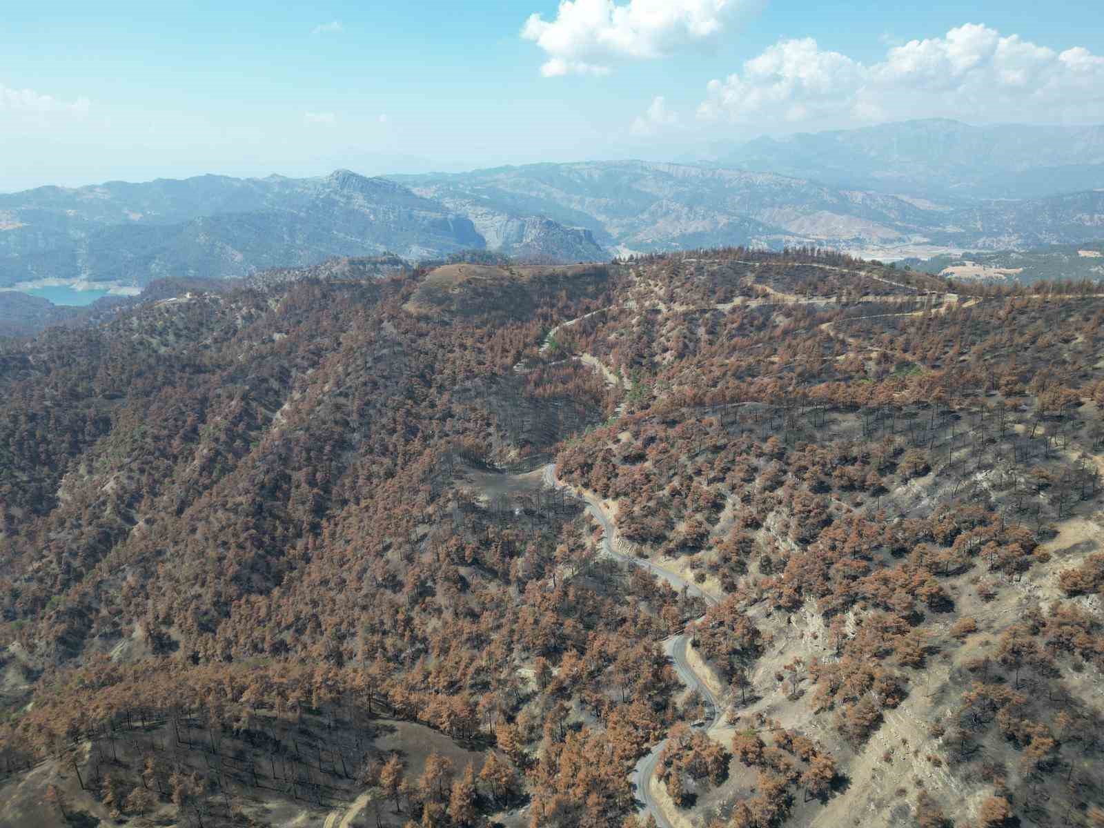 Kahramanmaraş&rsquo;ta  yanan ormanlık alanlar fidanlarla buluşturulacak
