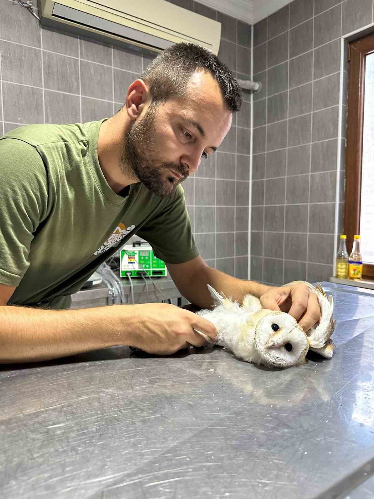 Bilecik’te yaralı halde bulunan peçeli baykuş tedavisinin ardından doğaya bırakıldı