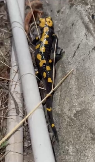 Zorkun Yayla’sının renkli misafiri Türk semenderi