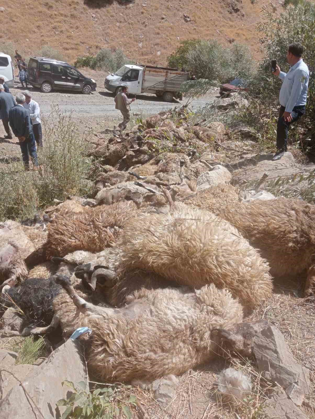 Van’da 334 koyun uçurumdan düşerek telef oldu