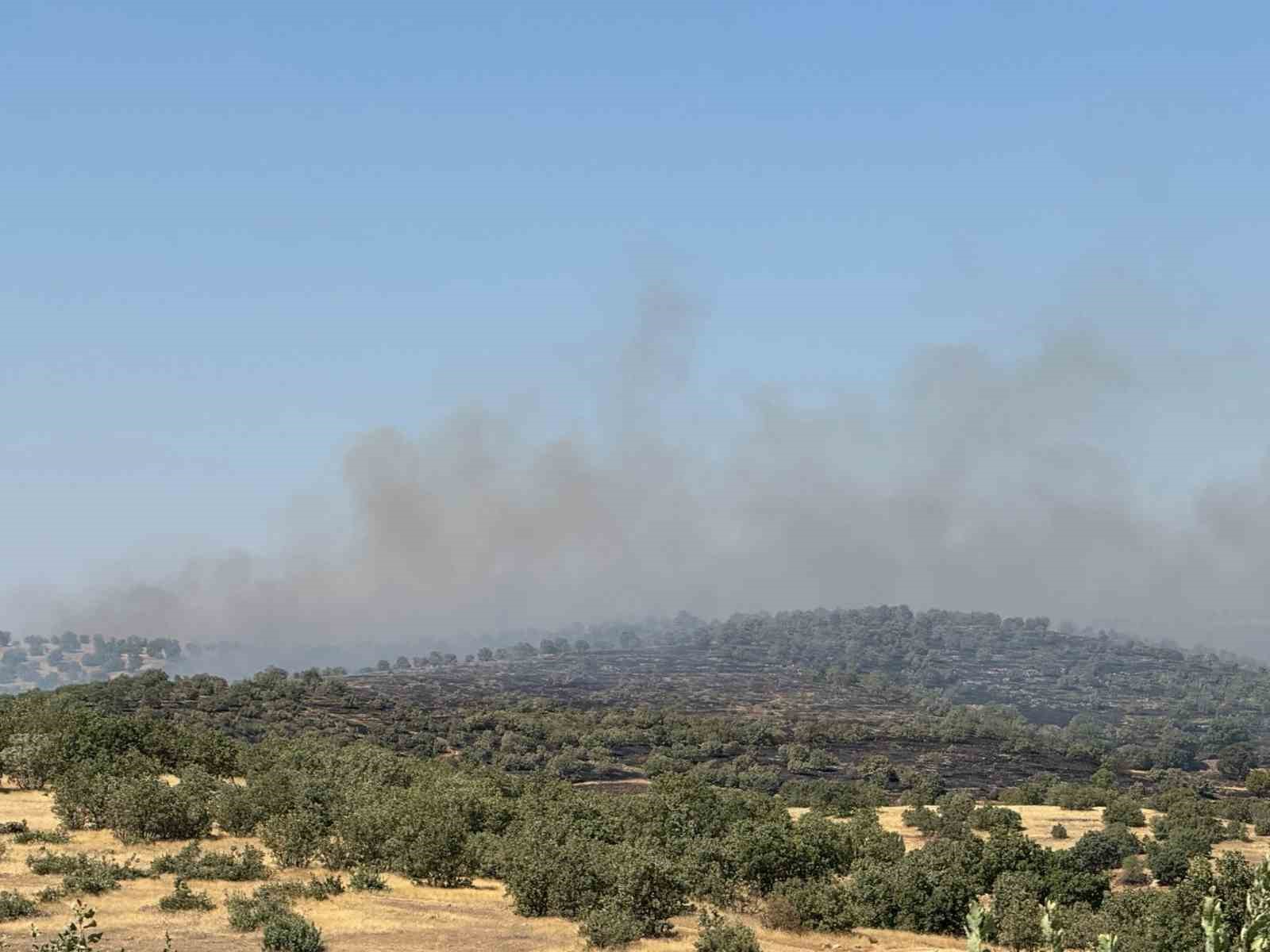 Mardin’de yangına müdahale eden ekipler kaplumbağalara su verdi