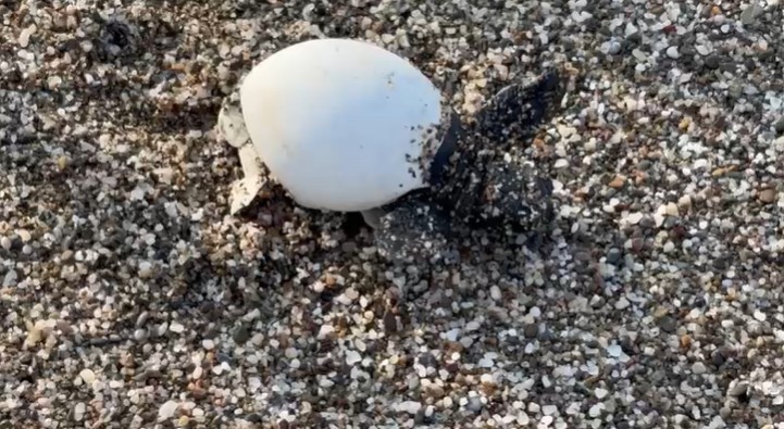 Yavru carettalar yumurtalardan çıkıp denizle buluştu