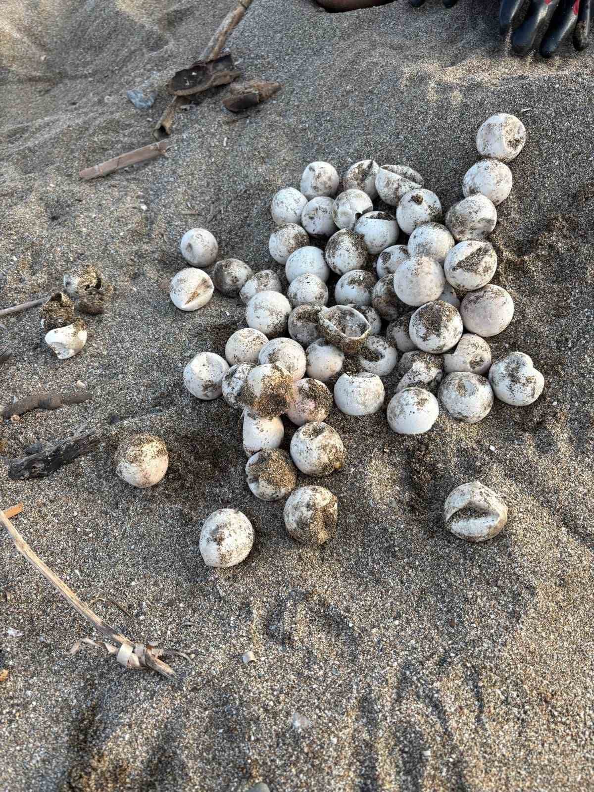 Yavru carettalar yumurtalardan &ccedil;ıkıp denizle buluştu
