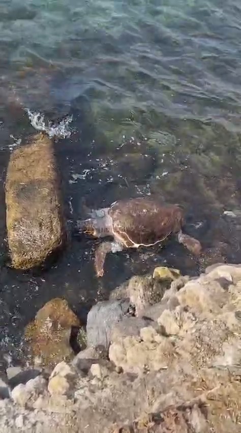 &Ccedil;anakkale&rsquo;de sahile &ouml;l&uuml; caretta caretta vurdu
