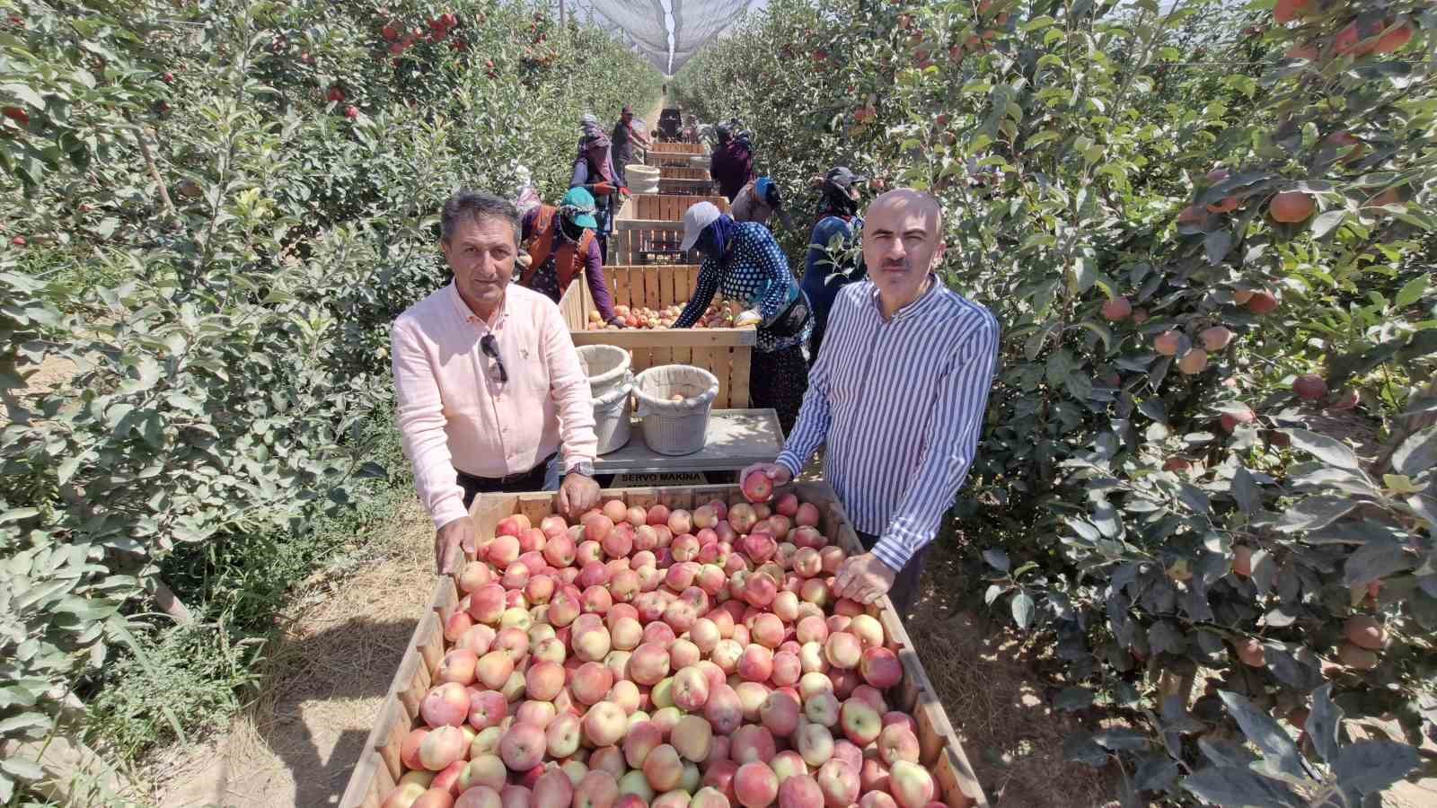 Zirai donun vurduğu Karaman’da elma hasadı buruk başladı