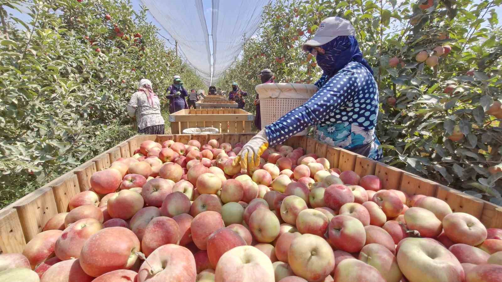 Zirai donun vurduğu Karaman’da elma hasadı buruk başladı
