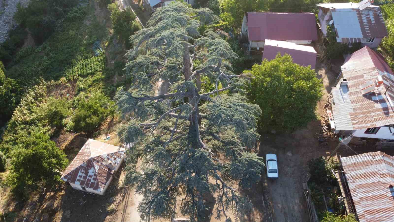 Feke’deki 6 asırlık "Toros Sediri" görenleri hayran bırakıyor