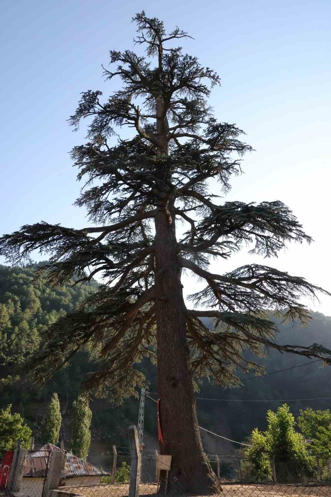 Feke&rsquo;deki 6 asırlık "Toros Sediri" g&ouml;renleri hayran bırakıyor
