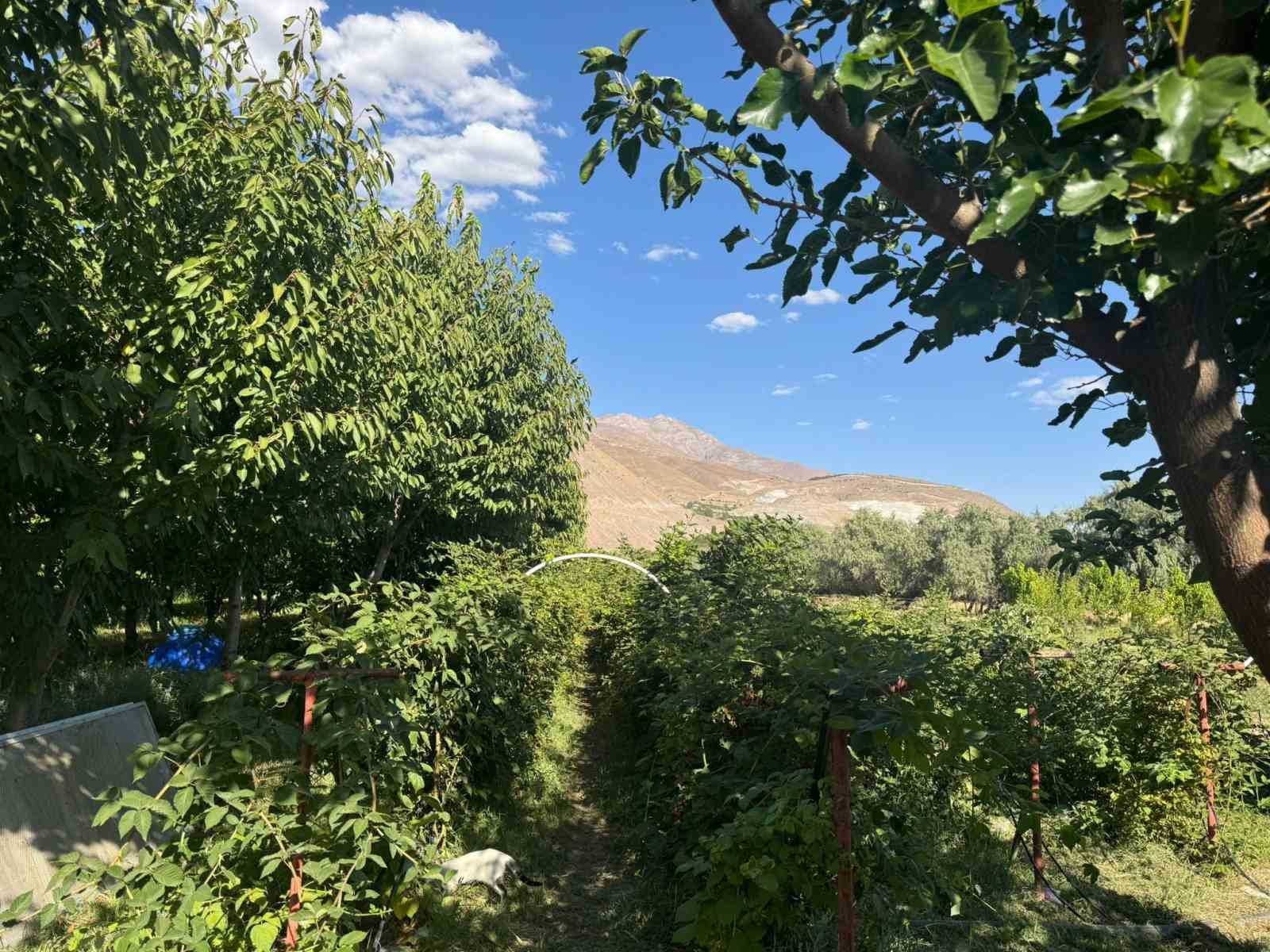 B&uuml;y&uuml;k &Ccedil;akırman k&ouml;y&uuml;ndeki b&ouml;ğ&uuml;rtlen &uuml;retimi yerinde incelendi
