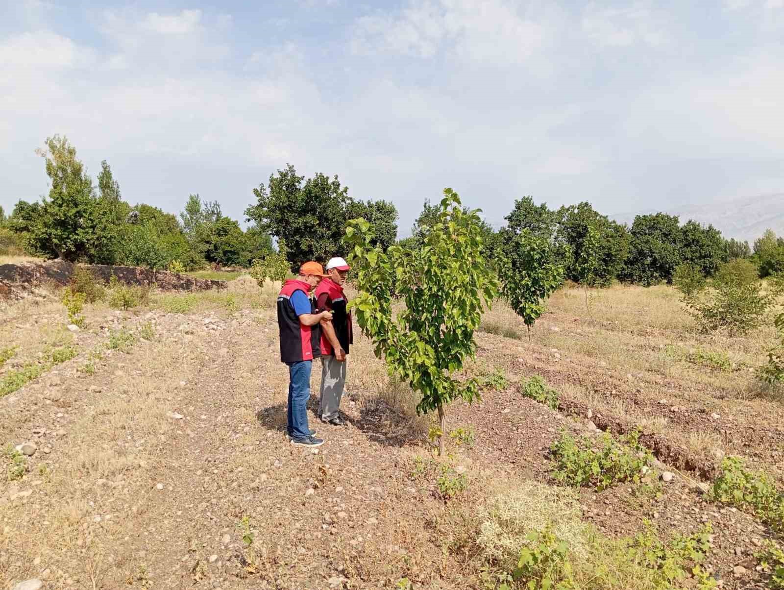 Konakbaşı köyündeki dut bahçesinde hastalık ve zararlı kontrolleri yapıldı