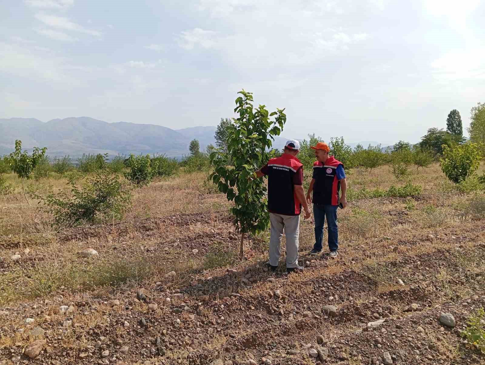 Konakbaşı k&ouml;y&uuml;ndeki dut bah&ccedil;esinde hastalık ve zararlı kontrolleri yapıldı
