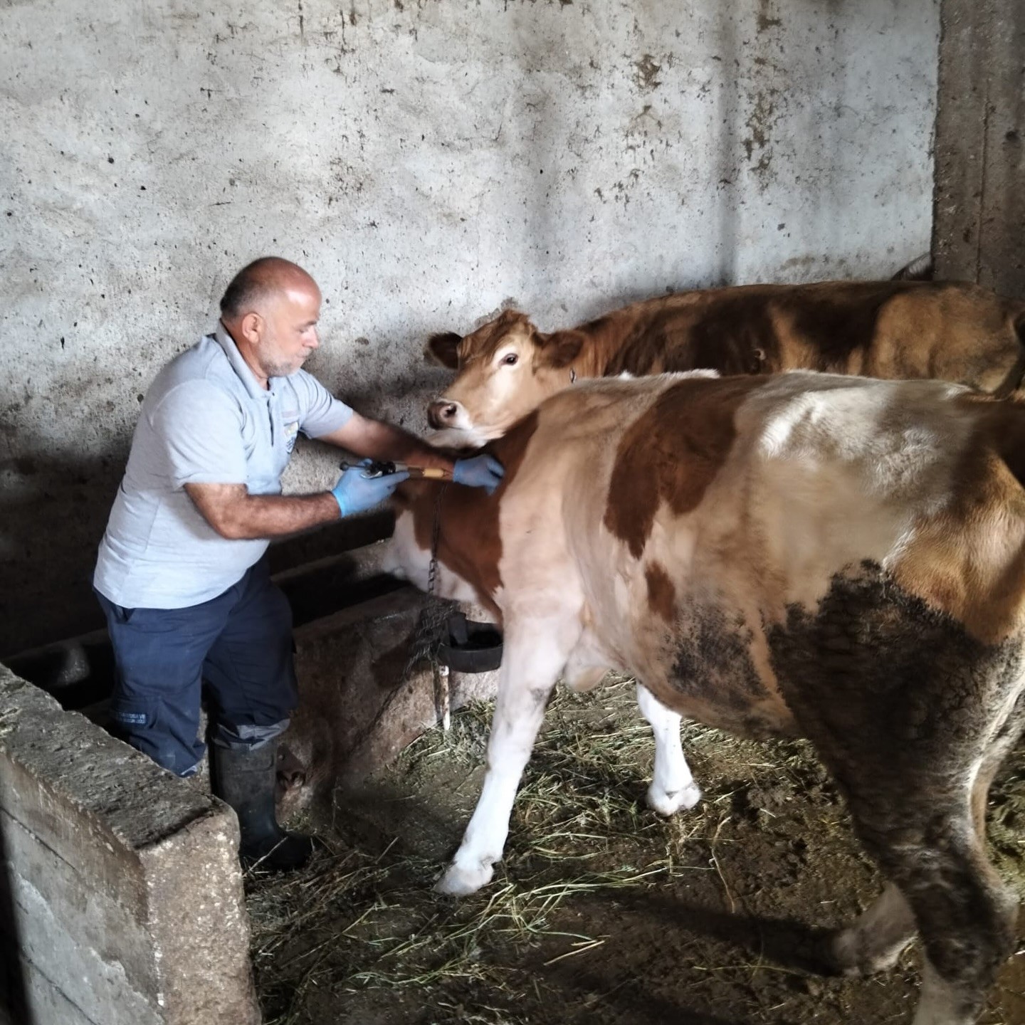 Aydıntepe’nin birçok köyünde şap aşılamaları tamamlandı
