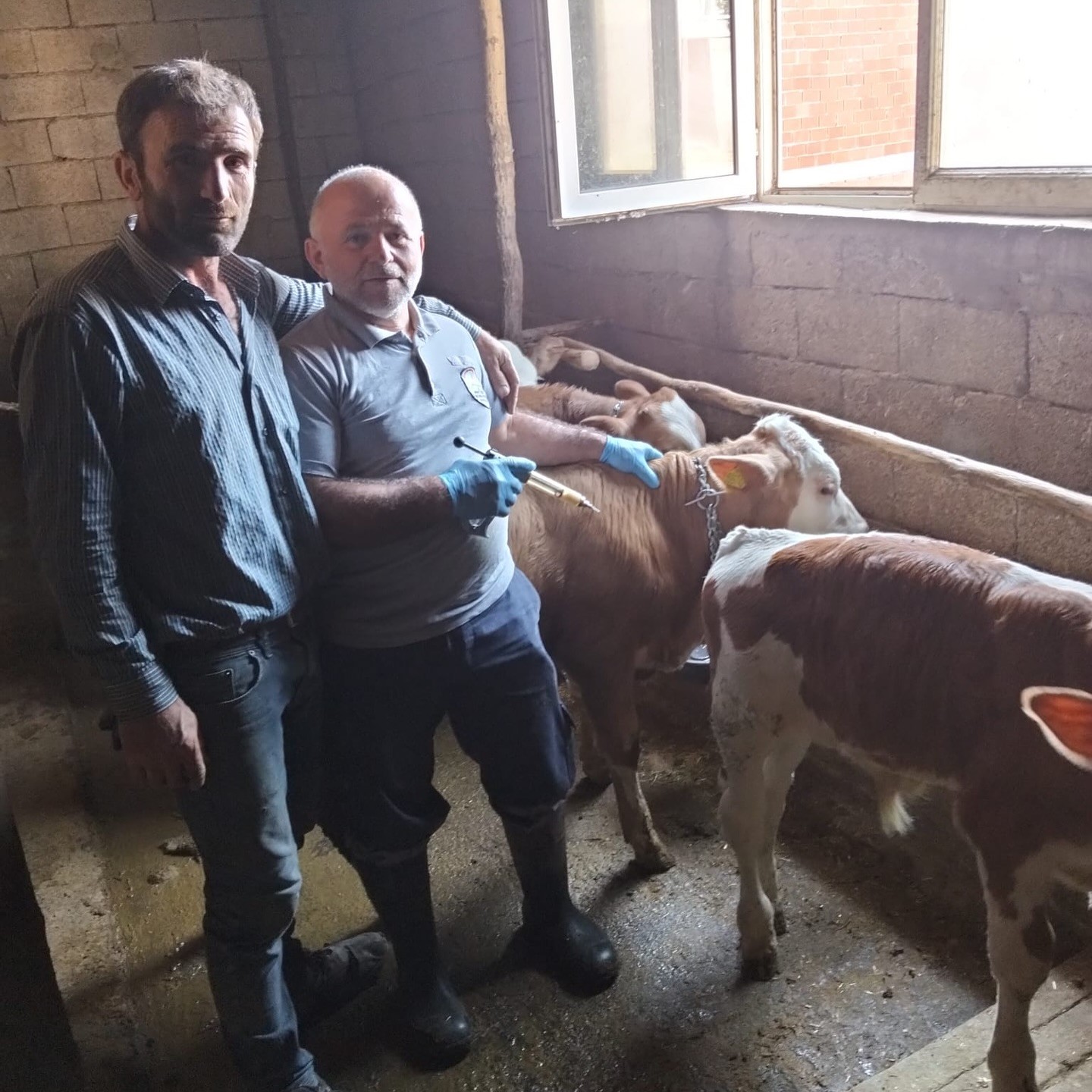 Aydıntepe’nin birçok köyünde şap aşılamaları tamamlandı