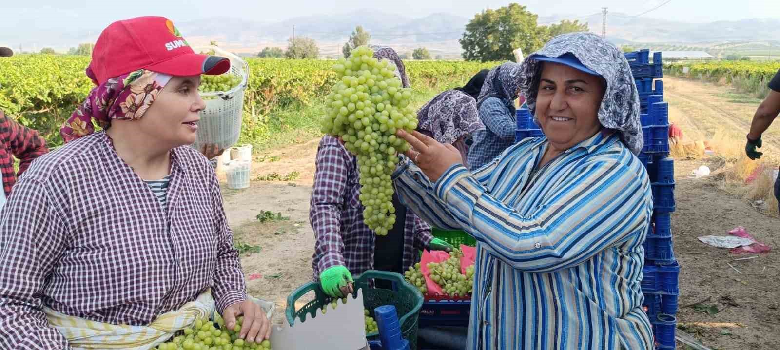 Sarıgöl’de 5,5 kiloluk üzüm salkımı