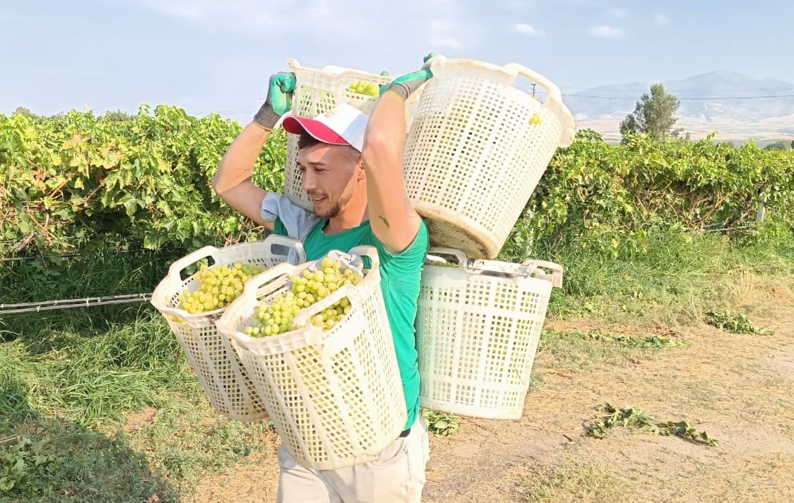 Bağların Herkül’ü 120 kilo taşıdı