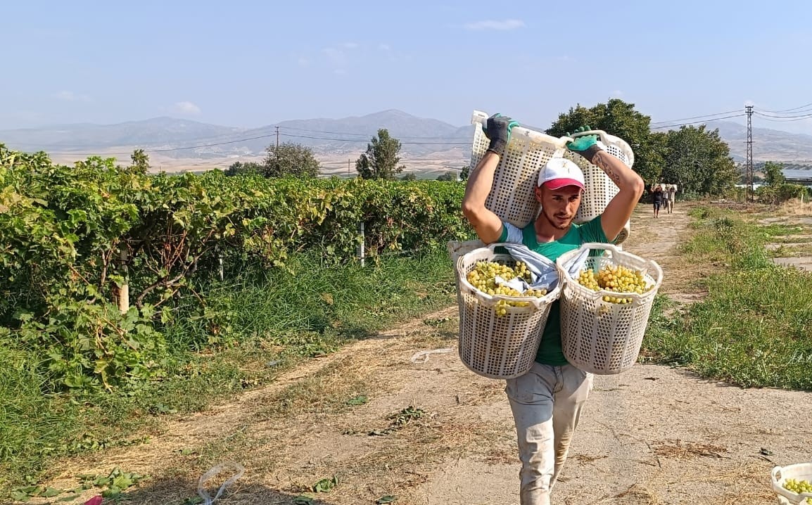Bağların Herk&uuml;l&rsquo;&uuml; 120 kilo taşıdı
