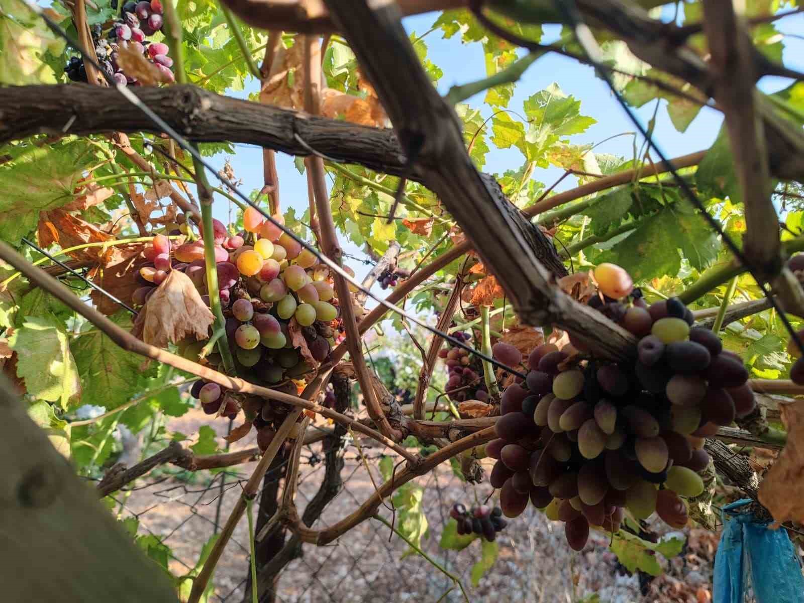 Siirt&rsquo;te sinceri &uuml;z&uuml;m&uuml;nden pekmez yapımına başlandı
